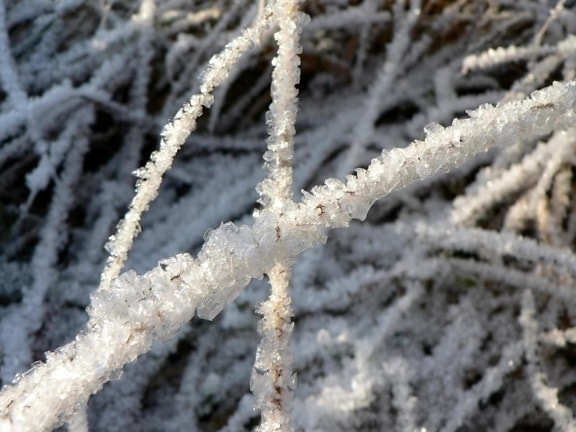 frost, grass