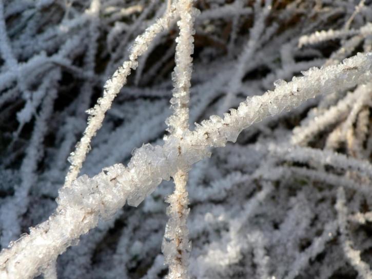 Frost, iarba