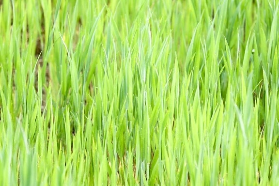 ggreen, light, grass