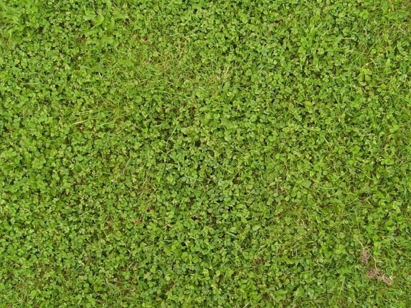 grass, clover