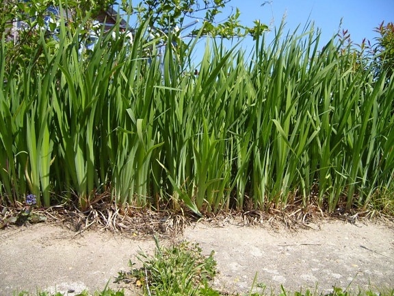 Gras, Front
