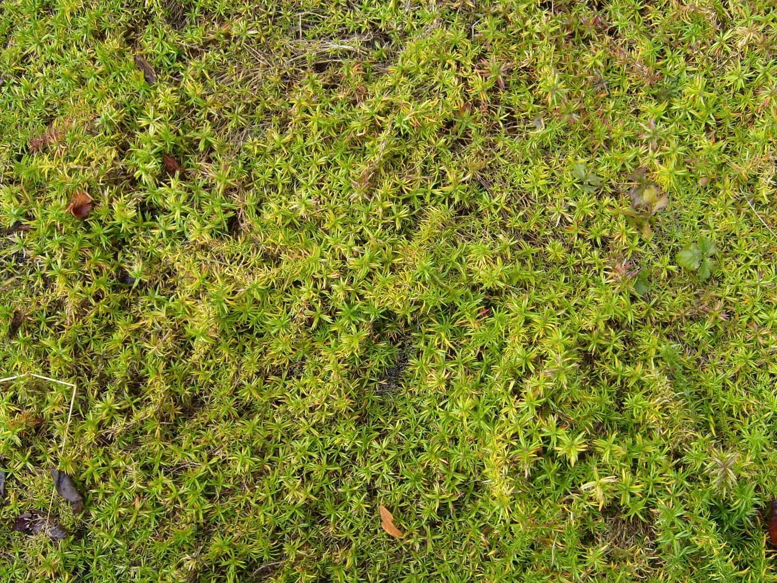 Free picture: green, ground