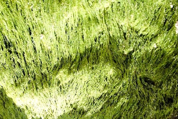 yeşil, moss, makro
