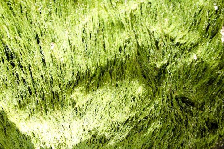 green, moss, macro