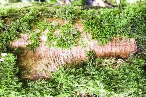 green, moss, tree, log