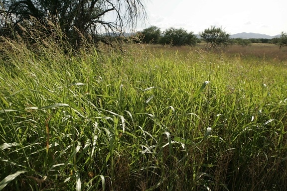 invasive, Johnson, grass