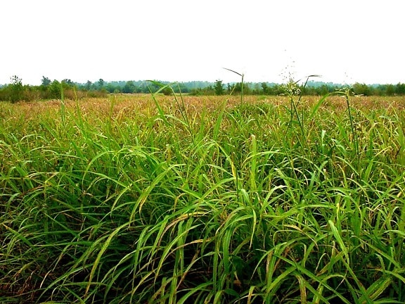 Johnson, cỏ, bao gồm, cánh đồng ngập lụt, sorghum halepense