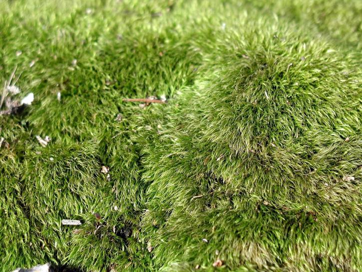 Moss, detaljer, græs, billede