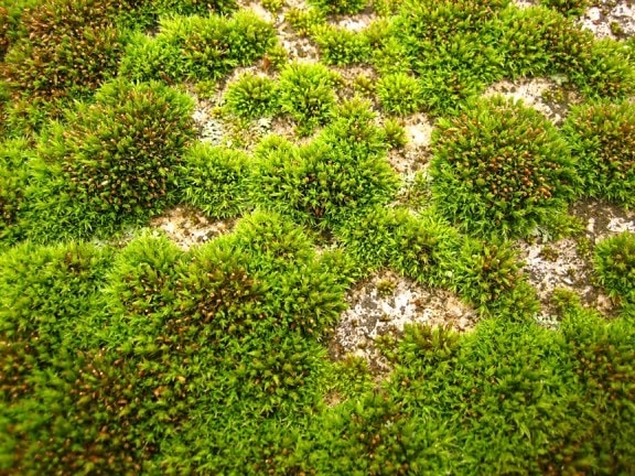 moss, green, field