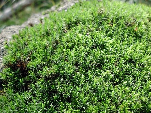 moss, green grass, high resolution