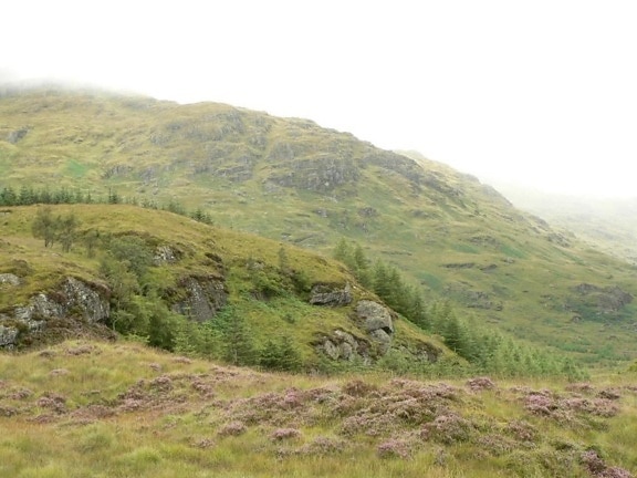 skotsk, landskap, gul, grønn, gress