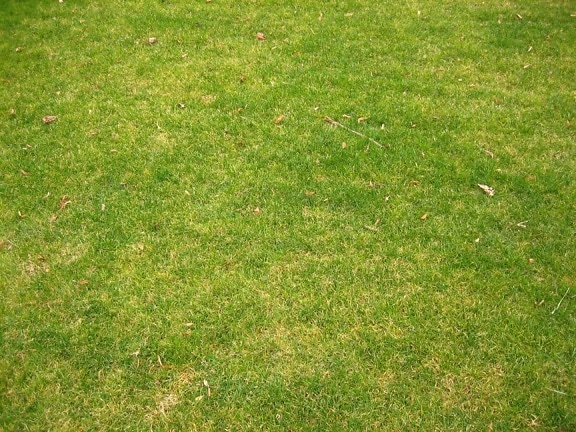 kort gräs