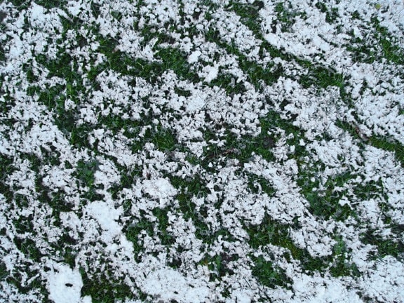 雪、草、地
