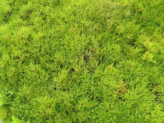 sort, kort gräs