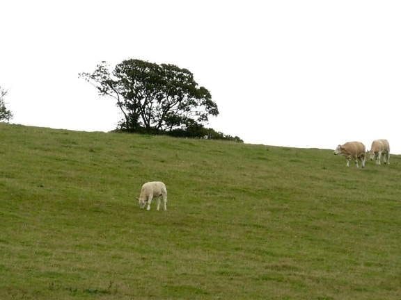 cattle, hillside