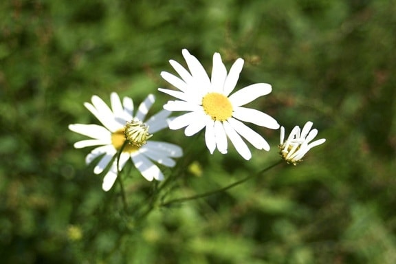 bianco, selvatichezza, fiore, collina