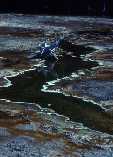 Gejzer, park narodowy spływ, Yellowstone,