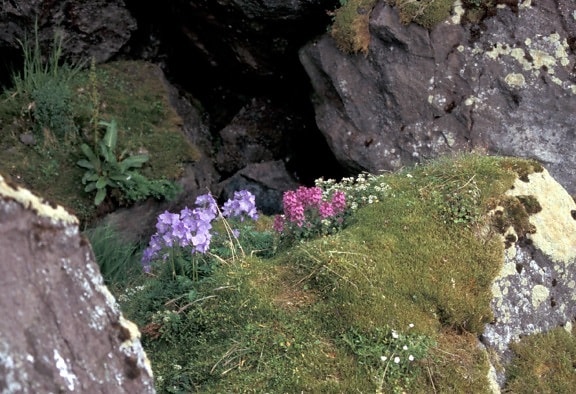 hall, island, jacobs, ladder, lousewort, auklet, colony