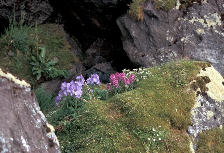 hall, island, jacobs, ladder, lousewort, auklet, colony