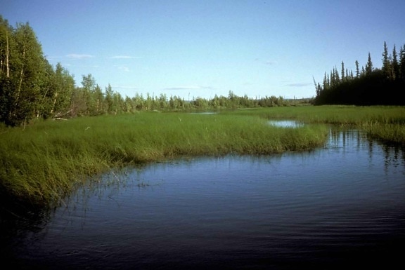 green, high, swamp, grass, water, landscape