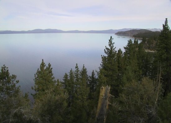 lake, Tahoe, pine, trees