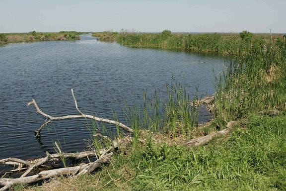 hábitat natural, lago