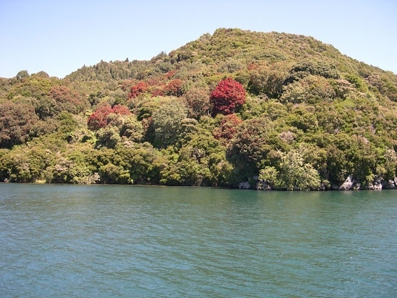 pohutukawas, virágzó, bokor, a tó, a tarawera
