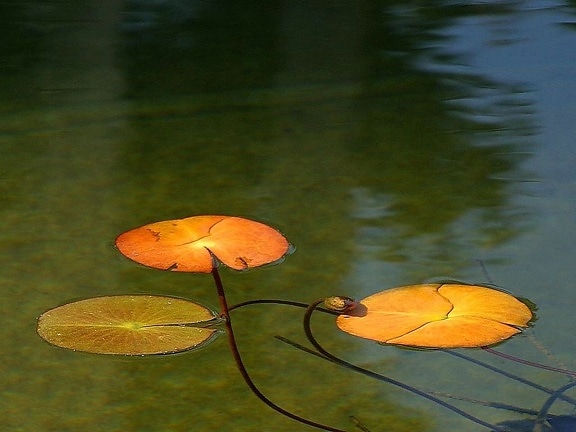 reflecting, pond