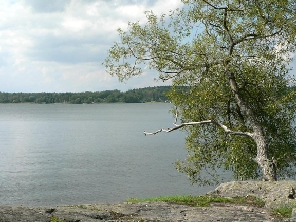 tree, lake, rock, shore