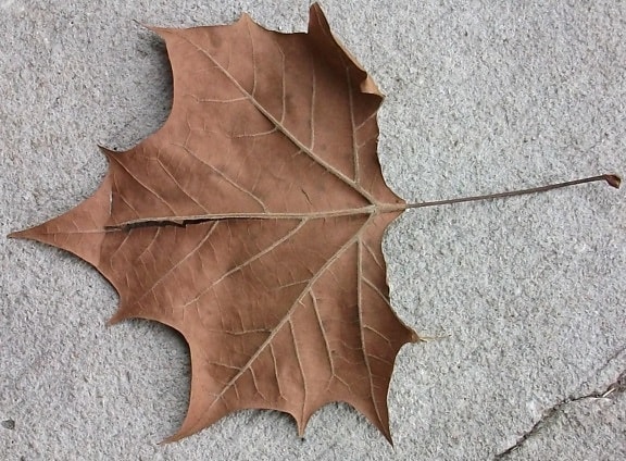dead, leaf