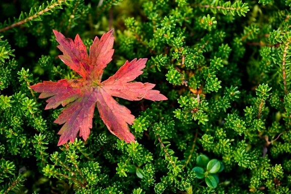 червени листа, зелени, растения, трева