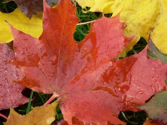 autumn, big, maple, leaves