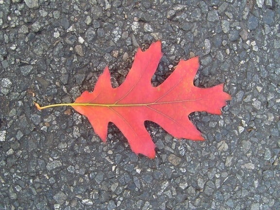 autumn, leaf, road