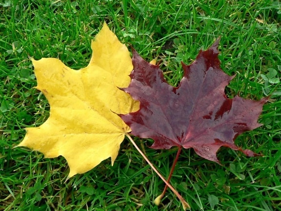 autunno, foglie, erba