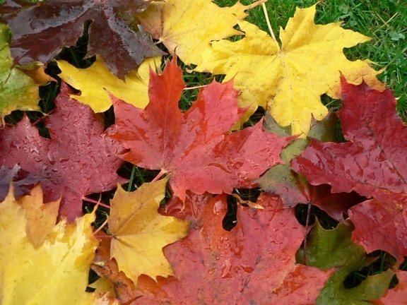 automne, érable, feuilles