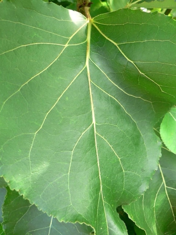 duży, zielony liść