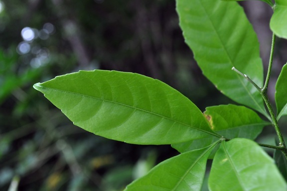 големи, зелени листа