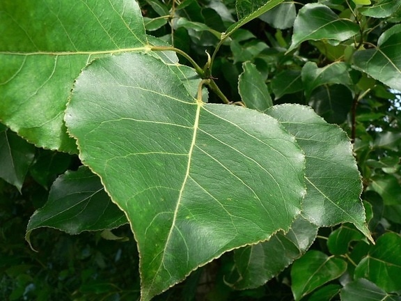 big, green leaves, forrest