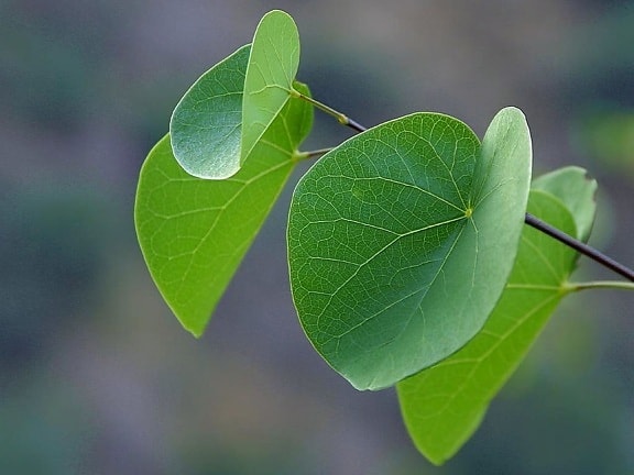 green leaf, branches, twig, outdoor, green leaves, flora