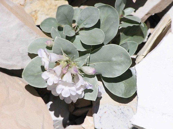 up-close, dark, green leaves, white flowers