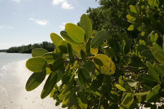 up-close, red, mangrove, leaves