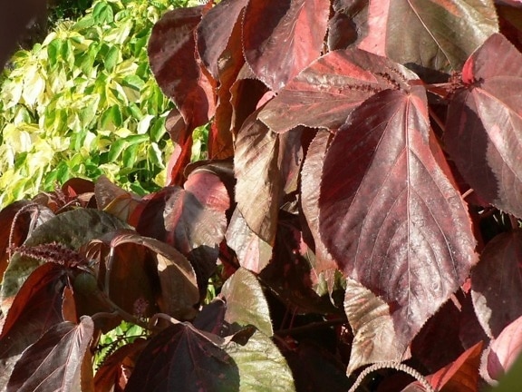 dark red, colored, leaves