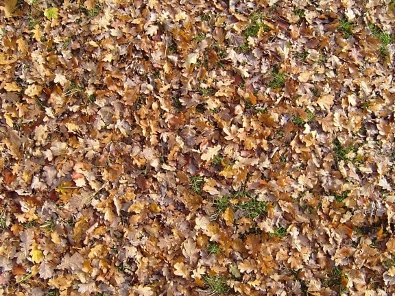พื้นดินแห้ง ใบไม้