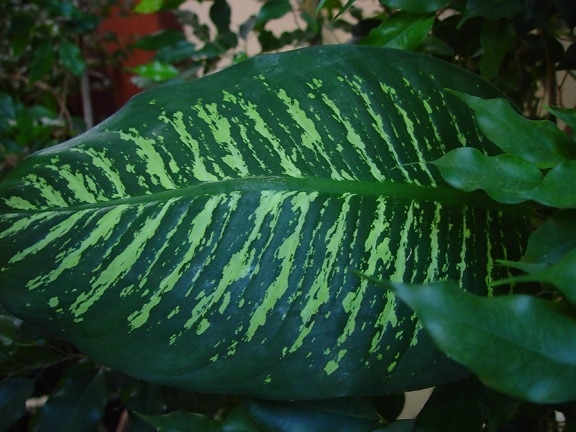 exotic, leaf