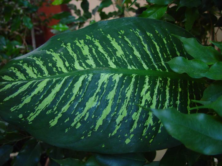 exotické, leaf