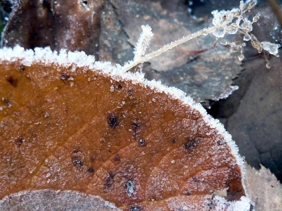 frosty, old, autumn, leaf