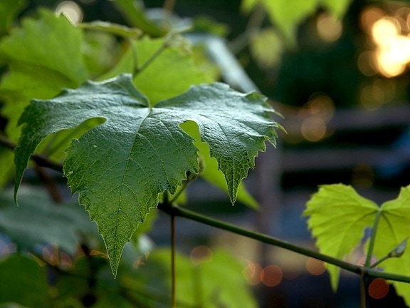 grape, leaf, leaves, green