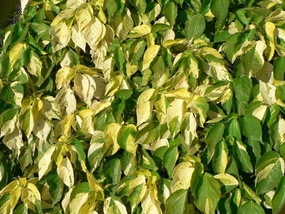 green, yellow, leaves