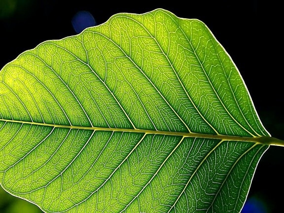 green leaf, leaves
