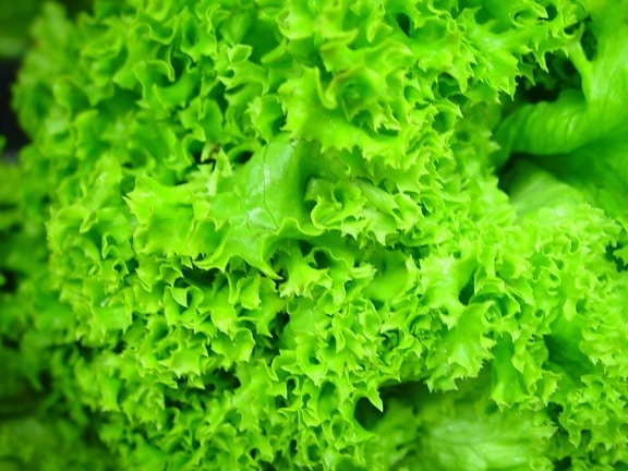 hydroponischen, Salat, Blätter, grün